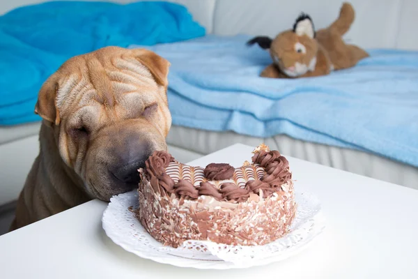 stock image Sharpei dog with cake