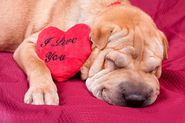 stock image Valentine dog