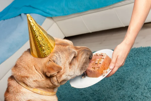 Cane di compleanno — Foto Stock