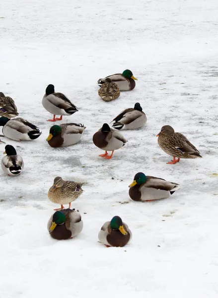 stock image Wild ducks in winter