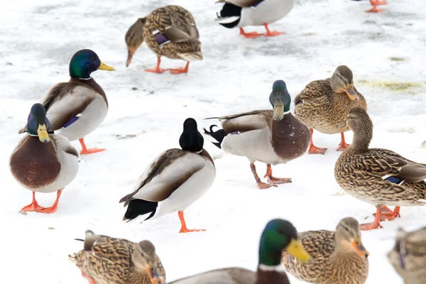 stock image Wild ducks in winter