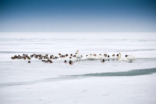 Дикие утки зимой — стоковое фото