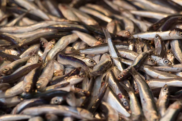 stock image Small fishes