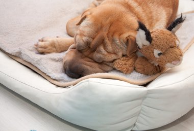 Uyuyan sharpei köpek