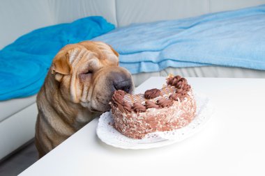 sharpei köpek ile pasta