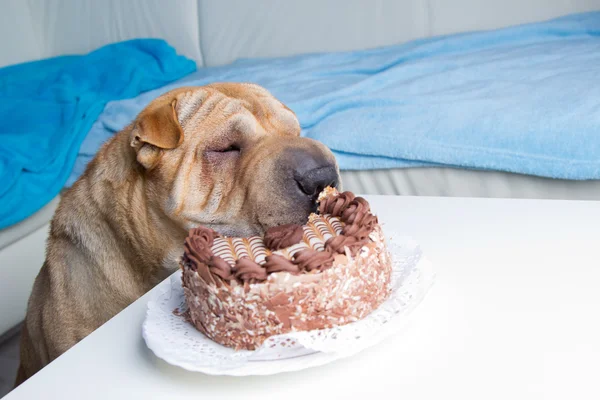 Sharpei dog with cake — Stock Photo, Image