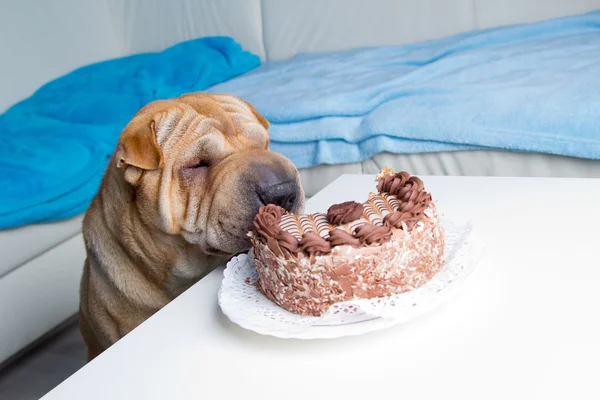 Sharpei hond met cake — Stockfoto