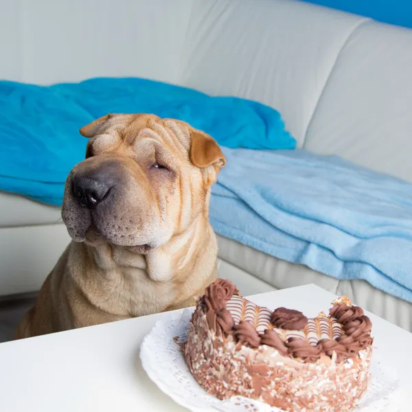 ケーキとシャーペイ犬 — ストック写真