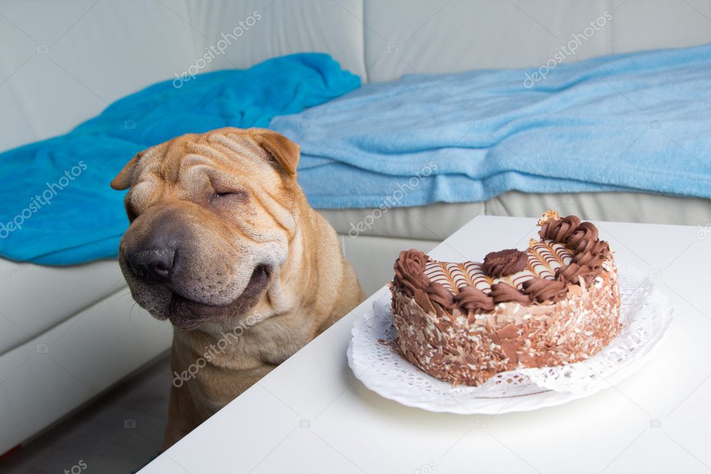 Sharpei dog with cake