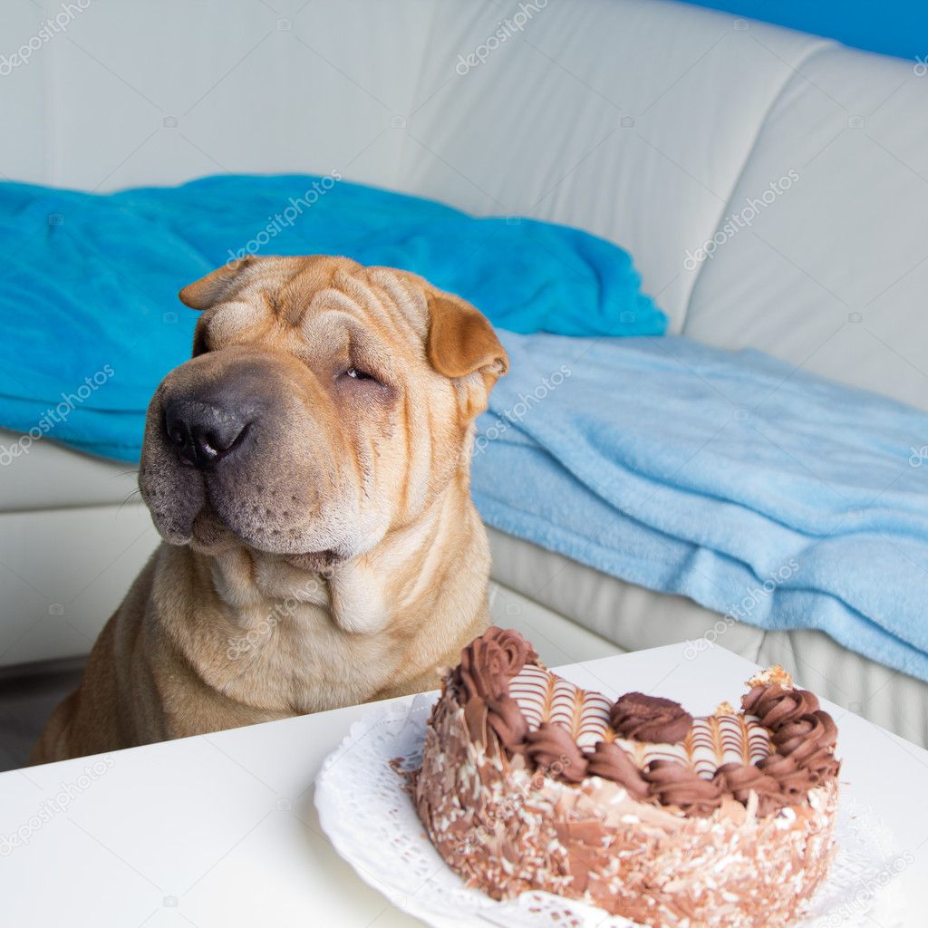Sharpei dog with cake