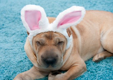 sharpei köpek