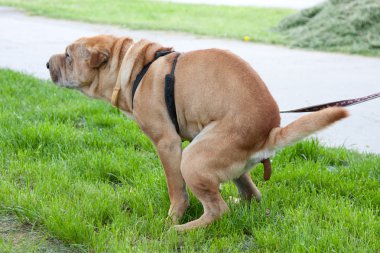 Sharpei dog clipart