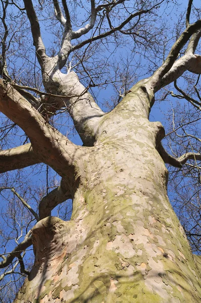 Árvore de sicômoro — Fotografia de Stock