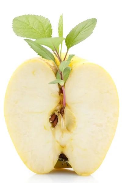 Halbe Äpfel — Stockfoto