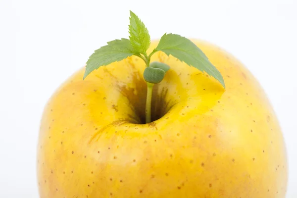 Жовтий apple — стокове фото
