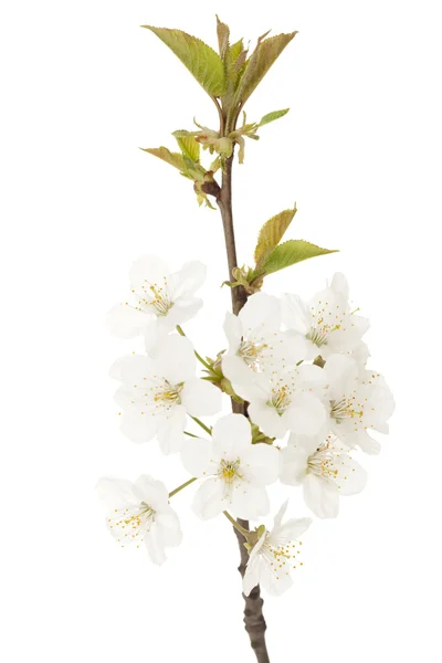 stock image Cherry tree