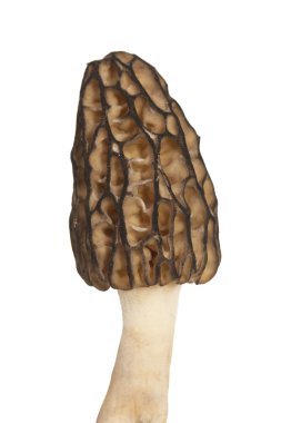 Morel mushroom clipart