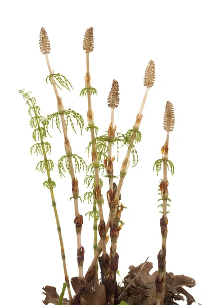 Horsetail — Stock Image Horsetail Royalty Free Stock Photos