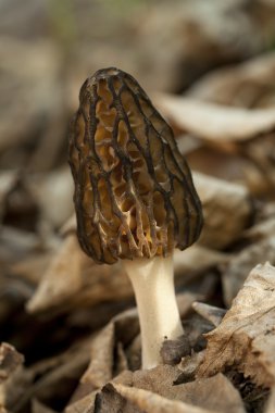 Morel mushroom clipart