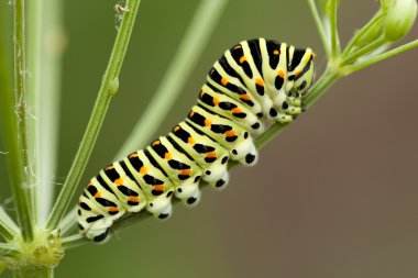 Caterpillar clipart