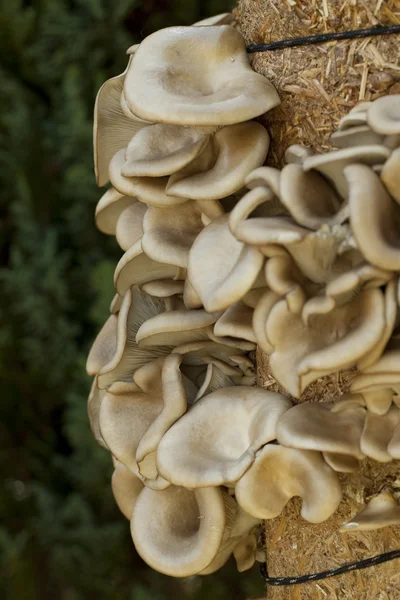 stock image Oyster mushroom