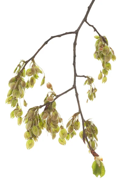 Branch elm — Stock Photo, Image