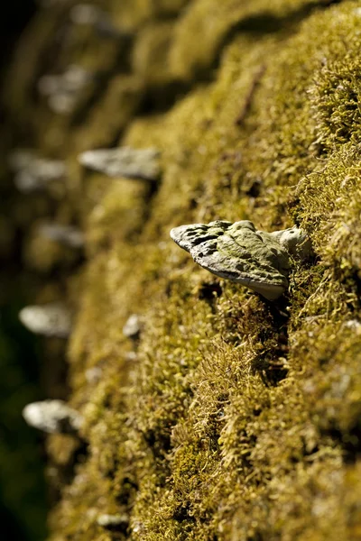 mantar polyporus