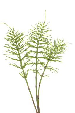 Horsetail clipart