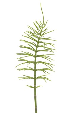 Horsetail clipart