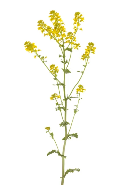 Barbarea vulgaris — 스톡 사진