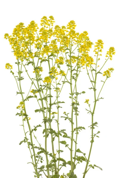 Barbarea vulgaris — Stock Photo, Image