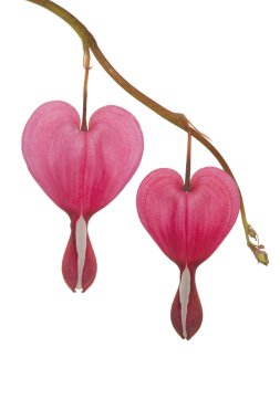 Flower dicentra clipart