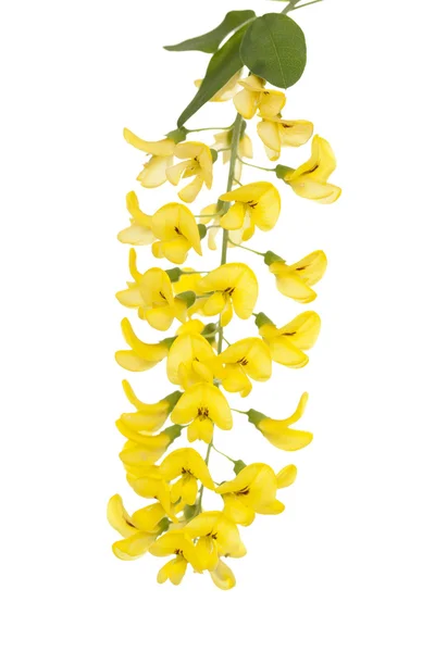 노랑 꽃 등 — 스톡 사진