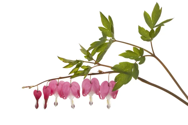 Flower dicentra — Stock Photo, Image