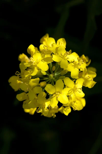 Квітучий ріпаку — стокове фото