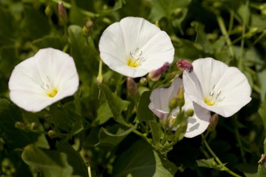 Bindweed flower clipart