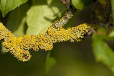 Xanthoria parietina