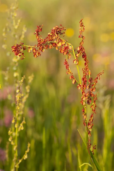 Květina šťovík — Stock fotografie