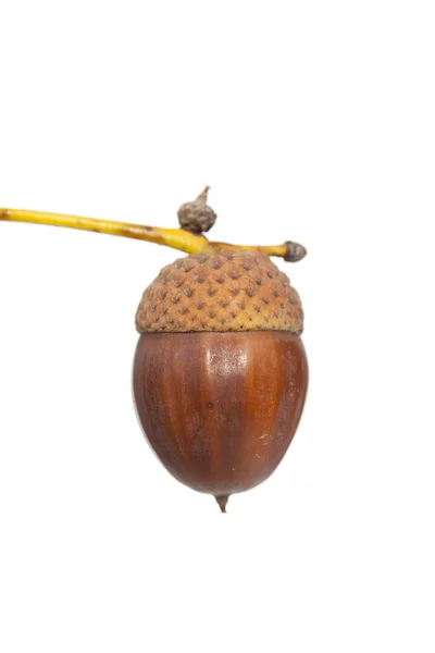 Brown acorn — Stock Photo, Image