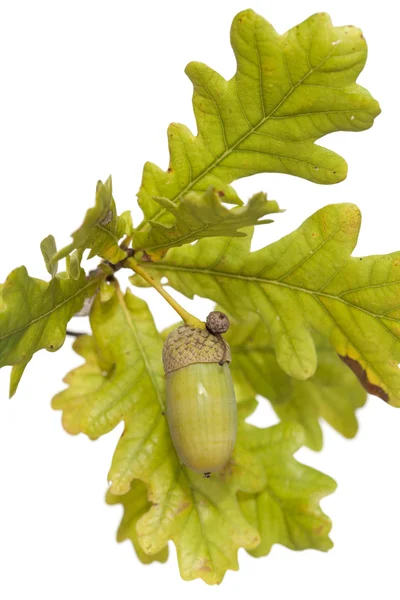 Branch acorn — Stock Photo, Image