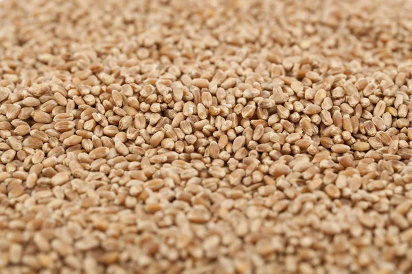 Сухий пшениці — стокове фото