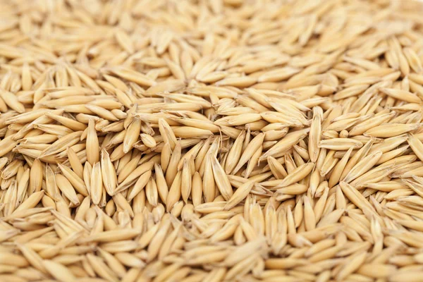 Овес зерно — стокове фото