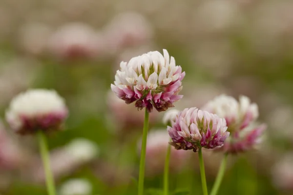 stock image Clover