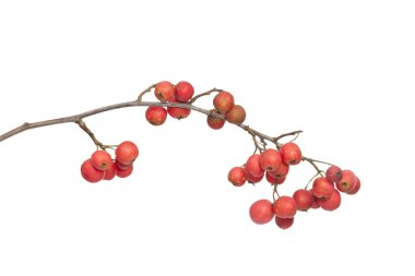 Hawthorn clipart