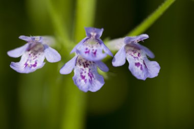 Glechoma hederacea clipart