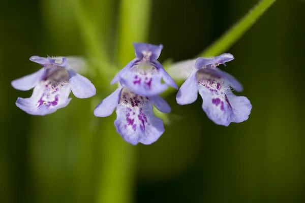 Glechoma hederacea – stockfoto