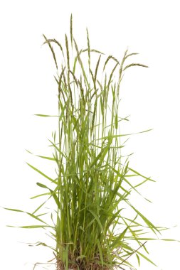 POA trivialis