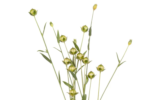 Green flax — Stock Photo, Image