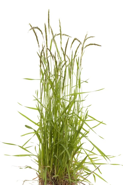 Poa trivialis — 스톡 사진