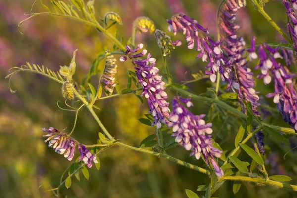 Lila vetch — Stockfoto